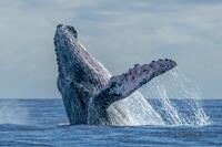 Eventos Escapadas viajes de buceo - Baja California
