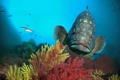 Eventos Escapadas viajes de buceo -  Ceuta