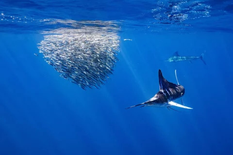 Buceo en Baja California 6